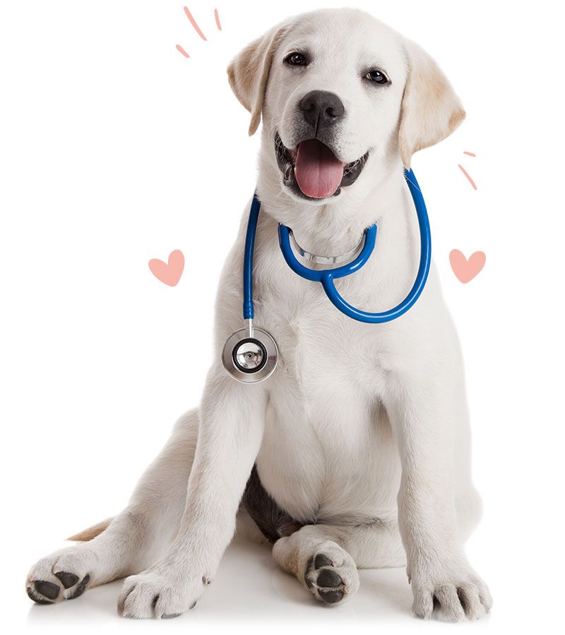 cute labrador dog with stethoscope