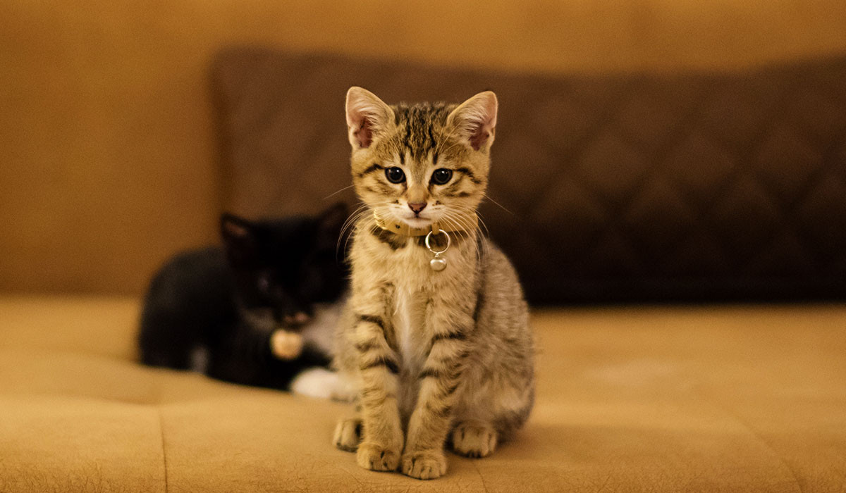 indoor-cat-year-round-heartworm-care