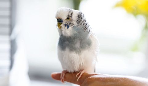 Caring for Exotic Pets When the Weather Heats Up