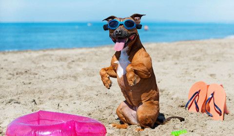 Summer Safety Guide for Pets in Central Florida