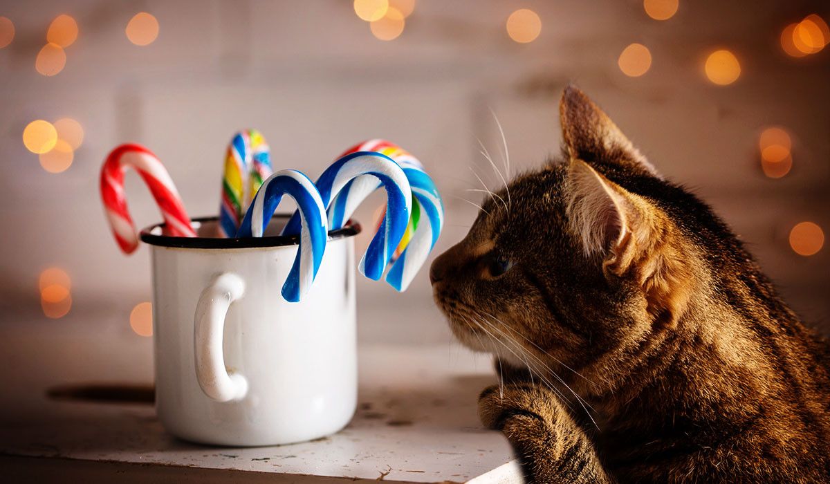 holiday-pet-safety-cat-reach-candy-canes