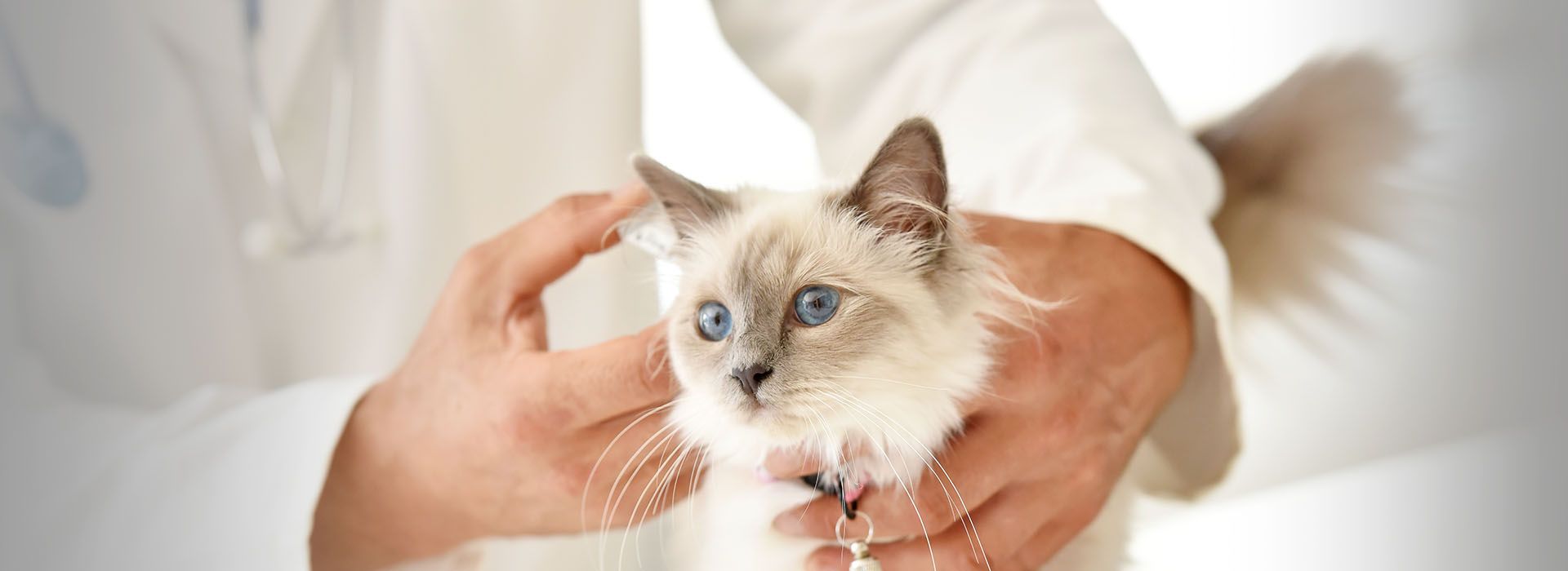 veterinary checking cute white cat